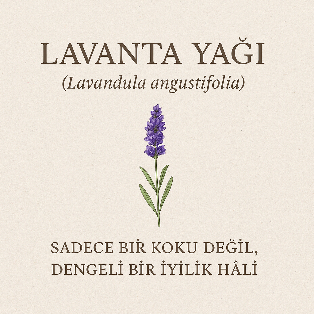 Lavanta Yağı (Lavandula angustifolia): Faydaları, Etkileri ve Aromaterapide Güvenli Kullanımı