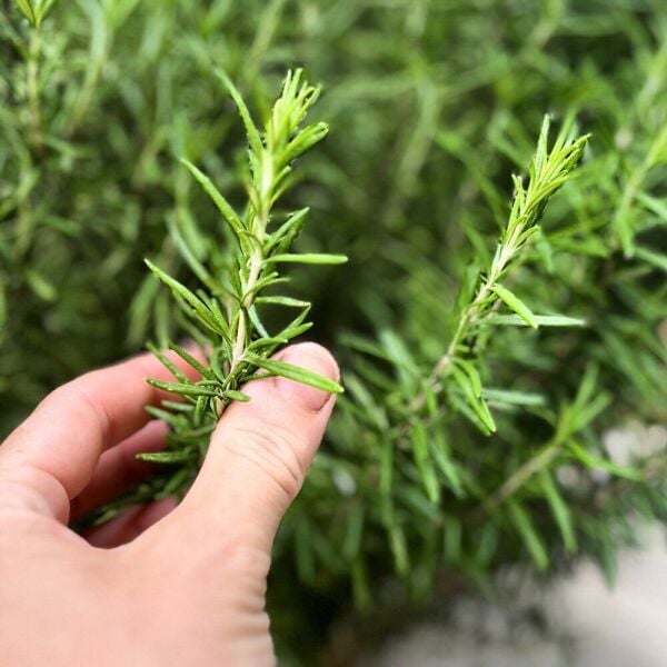 Biberiye Uçucu Yağı