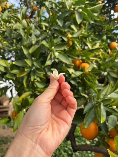 Portakal Çiçeği Sirkesi